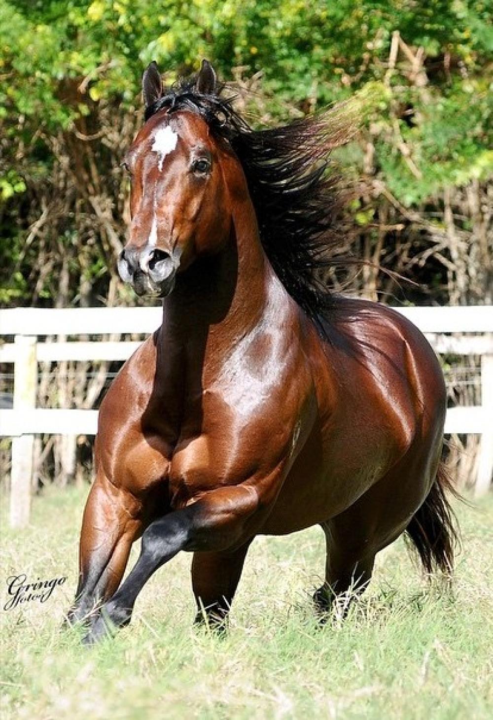 A saga de Chapado, cavalo abandonado e ferido, adotado no interior de SP -  11/03/2022 - UOL TAB