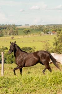 PEEKO GOLD SPARK X FANTASY ICY OFV (Embrião Efetivado)