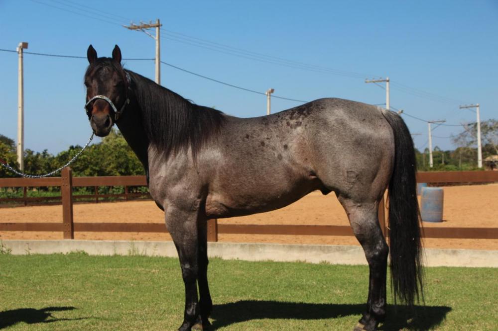 A saga de Chapado, cavalo abandonado e ferido, adotado no interior de SP -  11/03/2022 - UOL TAB