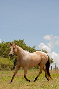 ST FAMEWAY X FANTINE CLASS JIBF (Embrião a Efetivar)