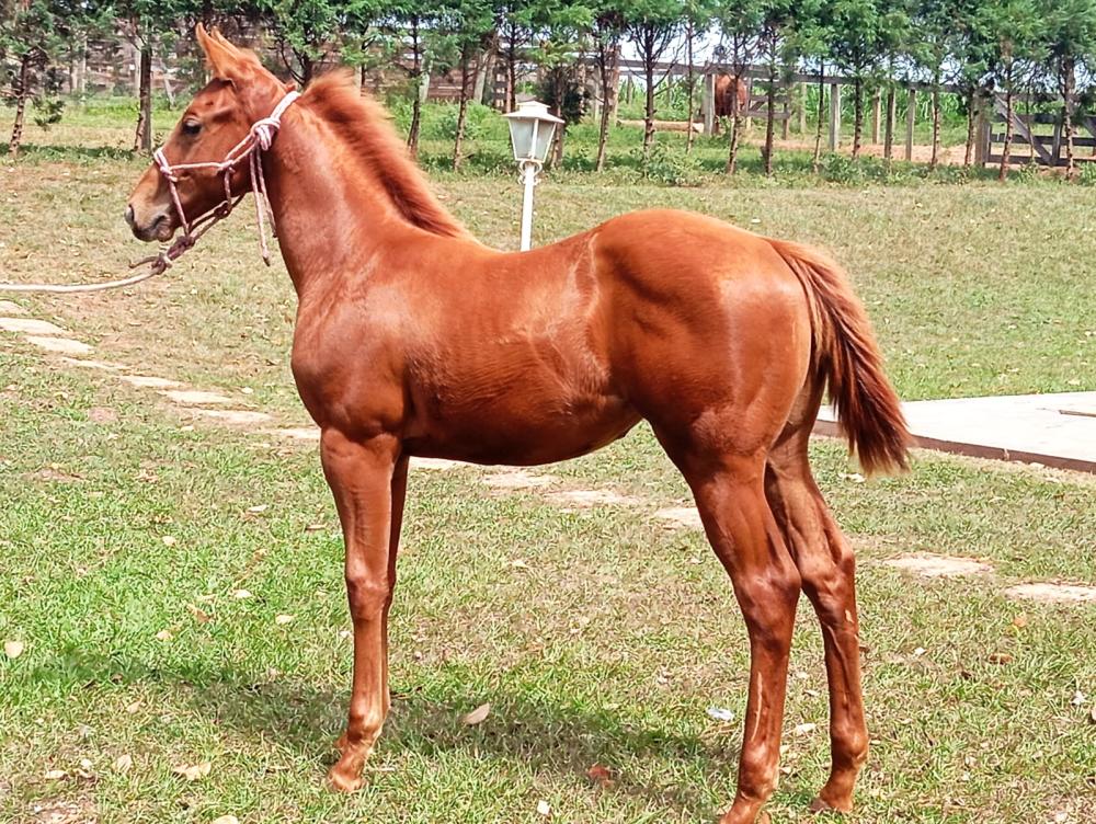 HOLLY SHADY TIMES (Lote 3 em 1) - LP Horses