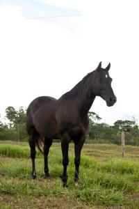 EL TORO LEO X FANTASY ICY OFV (Embrião a Efetivar)