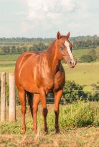 SILVER WILD SLN x DESENHADA RED FHG (Embrião a Efetivar)