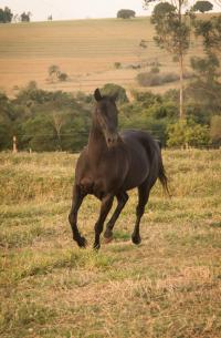 ST FAMEWAY X HOPE EASY FLY (Embrião a efetivar)