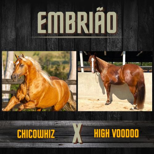 CHICOWHIZ X HIGH VOODOO (Embrião a efetivar)