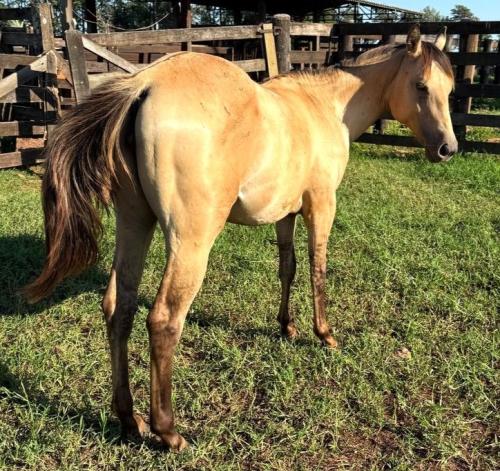 GOLD SPARK COUNTRY X PEROLA DUAL WHIZ FHL