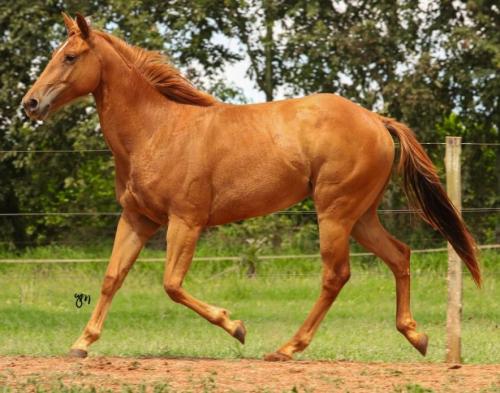 PRINCE FIREWATER HTT X MERRY LIDER