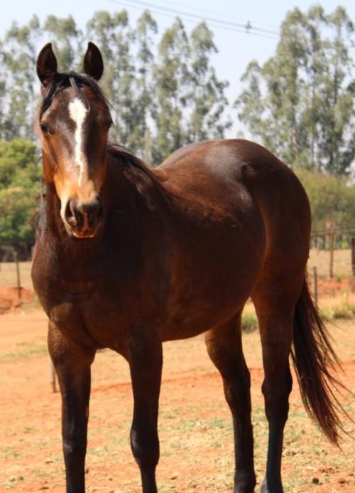 FISHERS DASH X BELLA DASH CODY EV