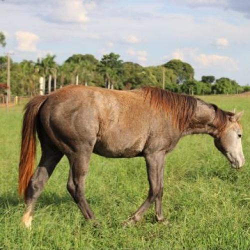 EL TORO LEO X JUDY WARS AGR
