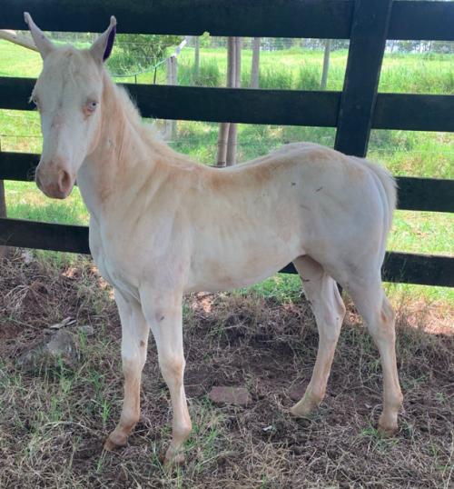 JACKIE WOOD SPARKS X DARAH SPARK OLINA