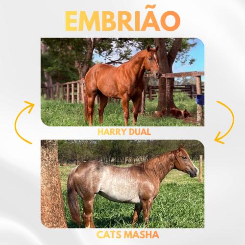 HARRY DUAL X CATS MASHA (Embrião efetivado)