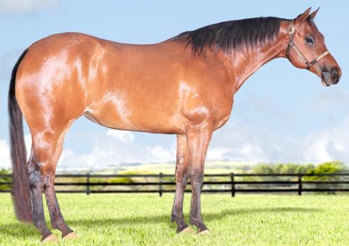 HFBJ FLUTTERSHY SEIS