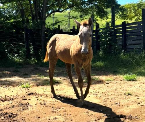 MADE DESIGNER BG X MISS SQUAW SHADY NC