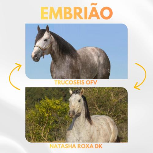 TRUCOSEIS OFV X NATASHA ROXA DK (Embrião Efetivado)