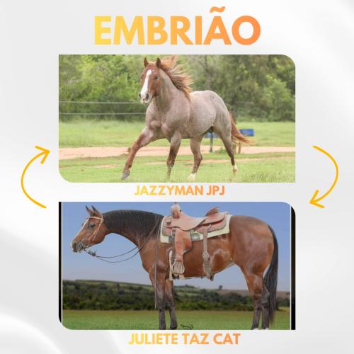 JAZZYMAN JPJ X JULIETE TAZ CAT (Embrião efetivado)
