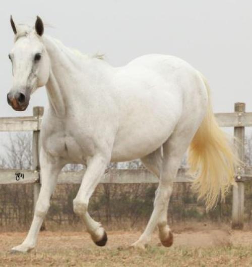 KEENNESS BONSMAL (P+)