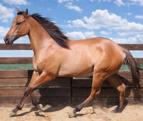 SEIS TRES PARCA X STORM BROWN DASH