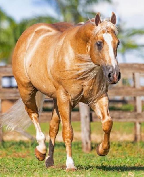 SHINING ZANS PARR (1 Cobertura)