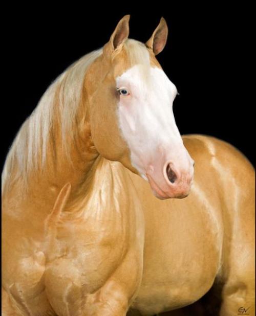 GUNNER IS STARSTRUCK (S. Congelado)