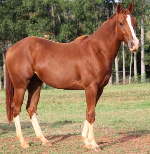 DASH TA FAME X JUDY WARS AGR
