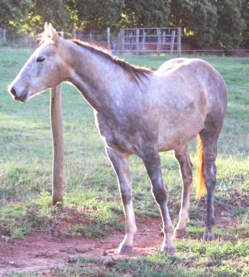 EL TORO LEO X MISS BIANCA WARS IMP
