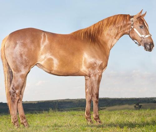 JULY FIRE WATER (P+)