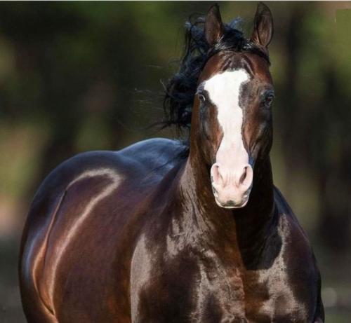 SPOOKS GOTTA RUN (5 Coberturas)