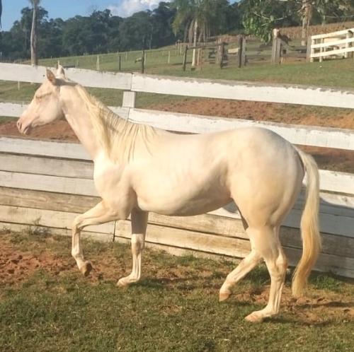 BILLION DOLLAR CHEX X JERSEY BAR POP HR3