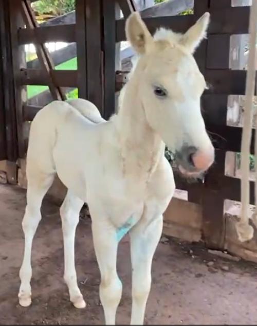 SPOOK N DUNIT X DUAL DEL PLAYER