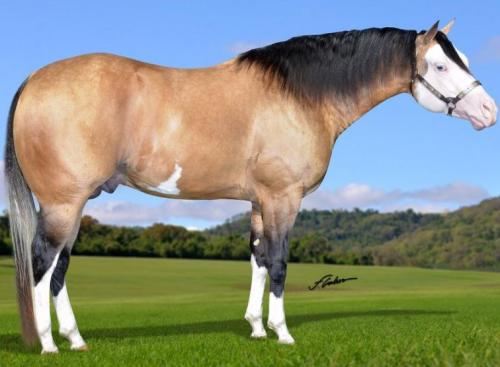 WIND GOTTA WIMPYCHIK  (3 Coberturas)