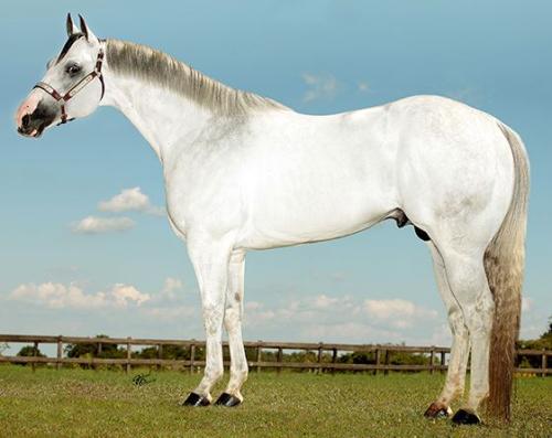 ROYAL DASH TOLL CAR (1 Cobertura)