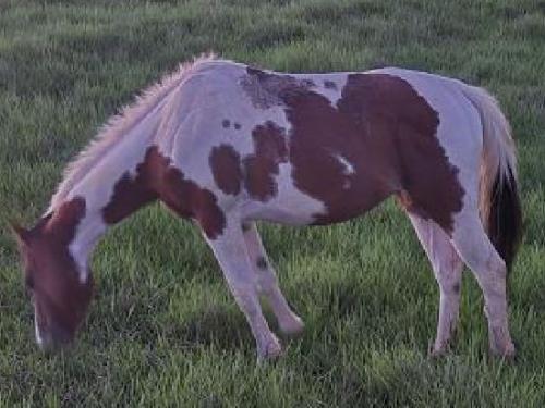 NICOLE TREASURED SEIS