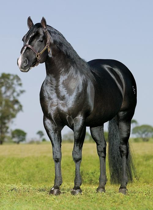 BLUE BAYOU BOON (1 Cobertura)