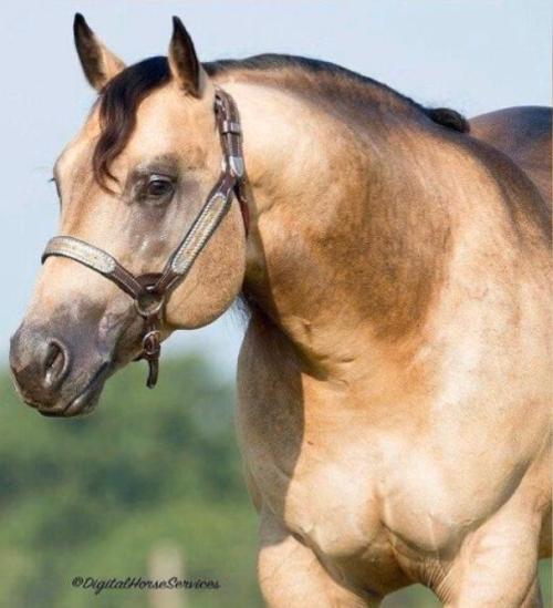 DUAL PATRON (1 Cobertura)