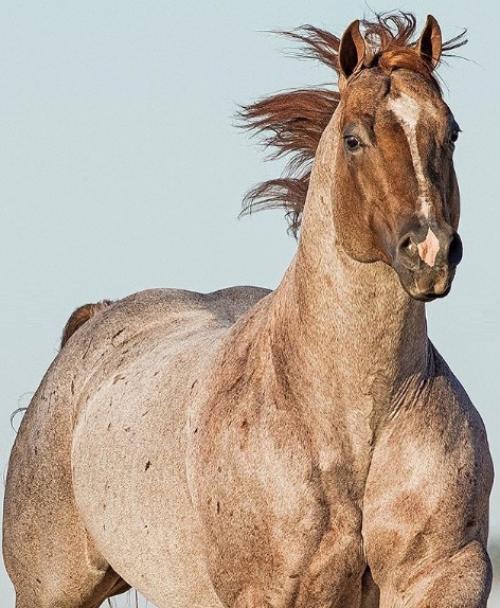 ONE TIME JR (S. Congelado)