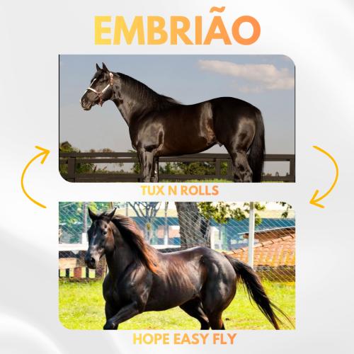 TUX N ROLLS X HOPE EASY FLY (Embrião Efetivado)