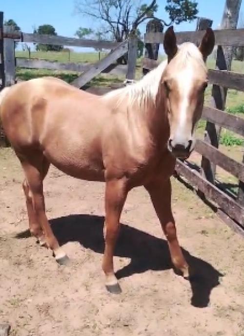 CD DUAL SHINE X ATHENA IN BLOND FCG