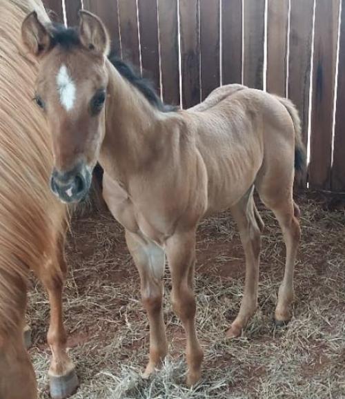 WIND GOTTA WIMPYCHIK X BABY QUINCY ZORRERO 