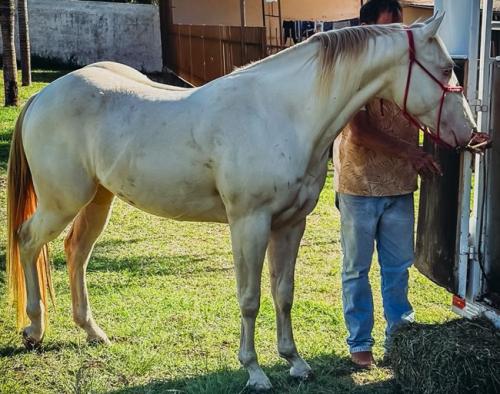 TWO BEAVER PATRON 4V