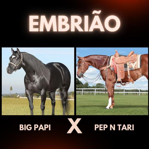 BIG PAPI X PEP N TARI (Embrião a efetivar)