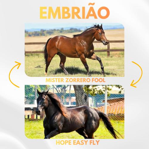 MISTER ZORRERO FOOL X HOPE EASY FLY (Embrião a efetivar)