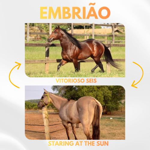 VITORIOSO SEIS x STARING AT THE SUN (Embrião a efetivar)