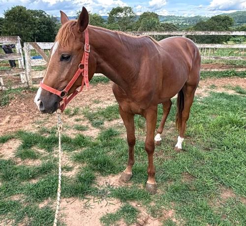 ABSOLUTE MELODYS VSJ X  YTASKA CUTTING PEPPY