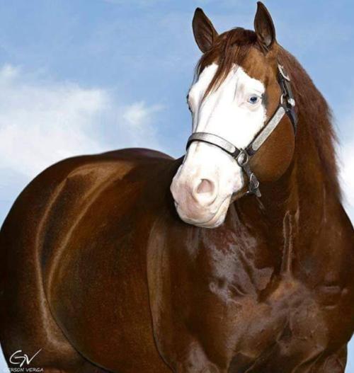 A SON OFA GUNNER (1 Cobertura)