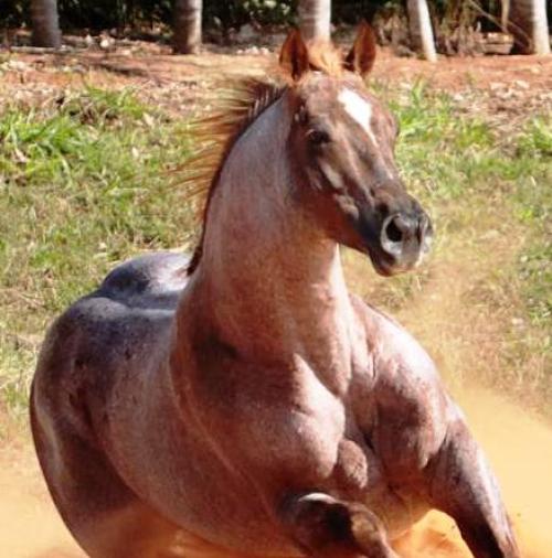 CHRISTMAS TYME (1 Cobertura)