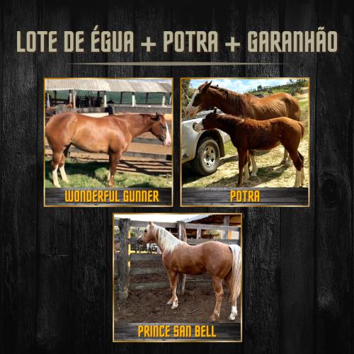 LOTE DE ÉGUA + POTRA + GARANHÃO