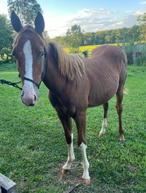 VICTORY SIX MOONS G1 X JOY TOP CODY RKB