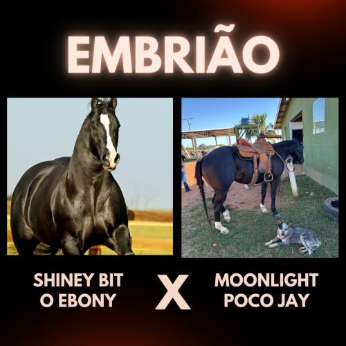 SHINEY BIT O EBONY X MOONLIGHT POCO JAY (Embrião a efetivar)