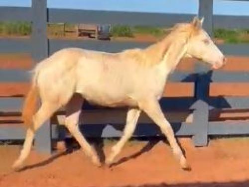 WHITE SPARKS GLB X BIG LIGHT DEL RANCHO