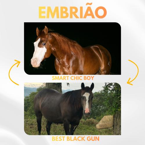 SMART CHIC BOY X BEST BLACK GUN (Embrião a efetivar)